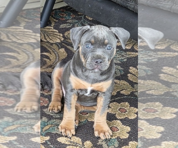 Medium Photo #13 American Pit Bull Terrier Puppy For Sale in WAUSAU, WI, USA