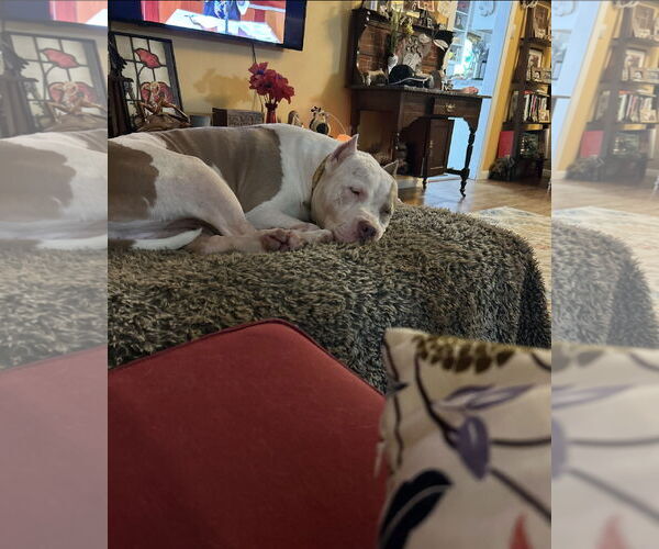 Medium Photo #3 American Staffordshire Terrier Puppy For Sale in Euless, TX, USA