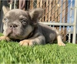 Small #9 French Bulldog