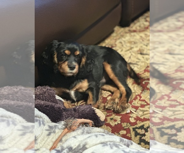 Medium Photo #11 Cavalier King Charles Spaniel Puppy For Sale in MAYSVILLE, WV, USA