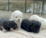 Small #1 Morkie