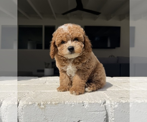 Medium Photo #2 Poodle (Miniature) Puppy For Sale in MARYSVILLE, CA, USA