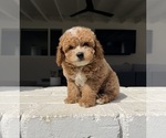Small #1 Poodle (Miniature)