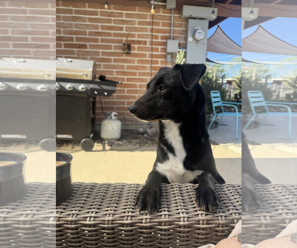 Medium Photo #2 Mutt Puppy For Sale in Chandler, AZ, USA