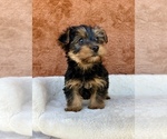 Small #3 Yorkshire Terrier