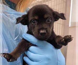 Siberian Husky-Unknown Mix Dogs for adoption in San Antonio, TX, USA