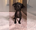 Small #1 Chihuahua Mix