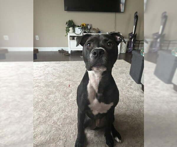 Medium Photo #5 Mutt Puppy For Sale in Fort Wayne, IN, USA