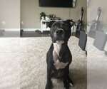 Small #4 Mutt