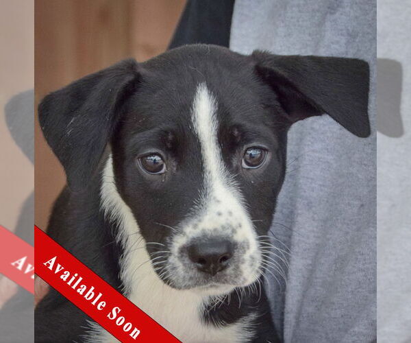 Medium Photo #1 Australian Shepherd-Unknown Mix Puppy For Sale in Huntley, IL, USA