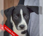 Small Australian Shepherd Mix