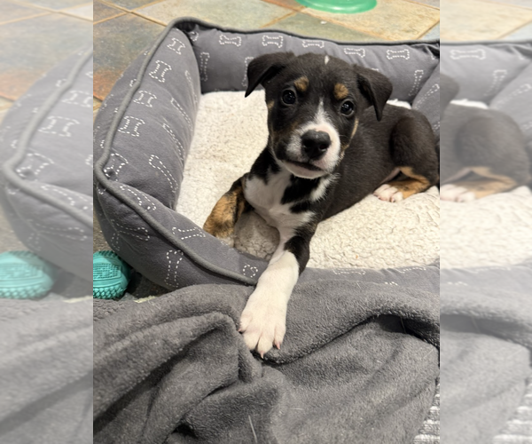 Medium Photo #5 Mutt Puppy For Sale in Rockville, MD, USA