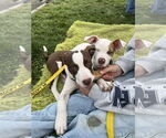 Small #27 American Pit Bull Terrier Mix