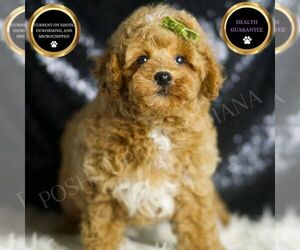 Poodle (Toy) Puppy for sale in WARSAW, IN, USA