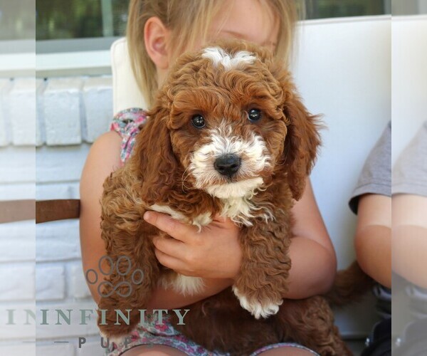 Medium Photo #2 Goldendoodle (Miniature) Puppy For Sale in NARVON, PA, USA