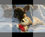 Small Photo #10 French Bulldog Puppy For Sale in POMONA, CA, USA