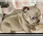 Small Photo #9 French Bulldog Puppy For Sale in FREMONT, CA, USA