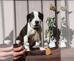 Oreo - Male Labrador Retriever-Unknown Mix Dog for Adoption - Photo #2