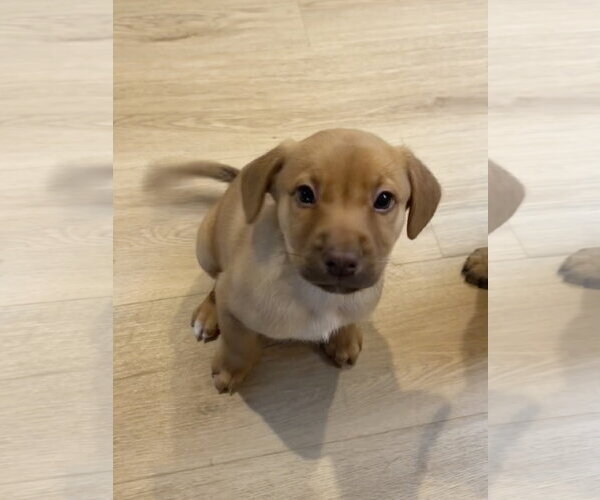 Medium Photo #2 Mutt Puppy For Sale in Bellevue, WA, USA