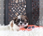 Small #4 Shih Tzu