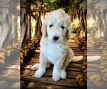 Small #2 Bernedoodle