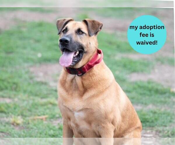 Medium Photo #3 German Shepherd Dog-Unknown Mix Puppy For Sale in Santa Cruz, CA, USA