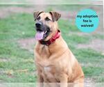 Small #2 German Shepherd Dog Mix