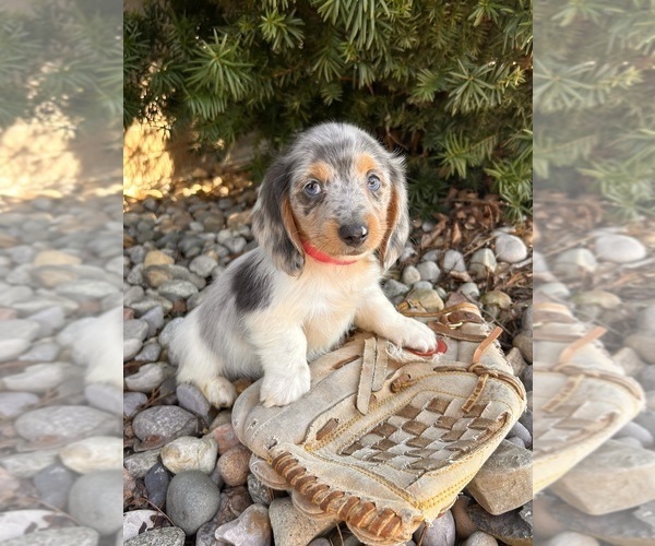Medium Photo #3 Dachshund Puppy For Sale in MIDDLEBURY, IN, USA