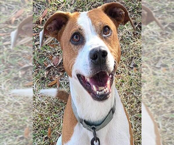 Medium Photo #2 American Pit Bull Terrier-Unknown Mix Puppy For Sale in Ocala, FL, USA