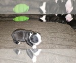 Small #4 Boston Terrier