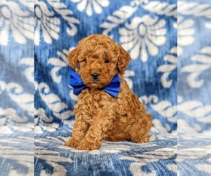 Poodle (Miniature) Puppy for sale in CHRISTIANA, PA, USA