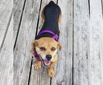 Small #3 Beagle Mix