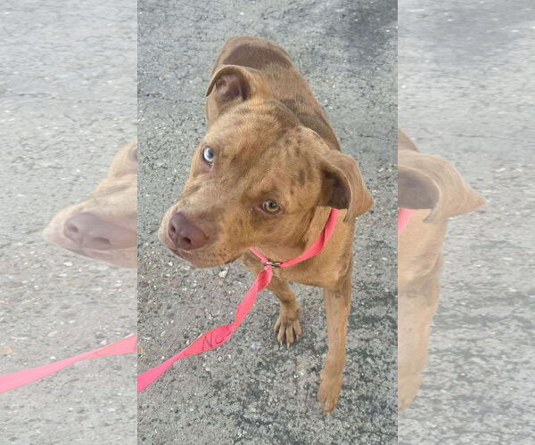 Medium Photo #2 Mutt Puppy For Sale in Oakhurst, NJ, USA