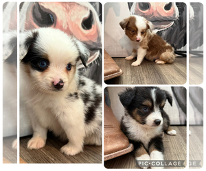 Miniature Australian Shepherd Puppy for sale in ADAIRSVILLE, GA, USA