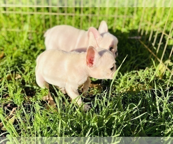 Medium Photo #11 French Bulldog Puppy For Sale in FREMONT, CA, USA
