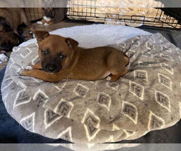 Medium Photo #1 Mutt Puppy For Sale in Imlay City, MI, USA