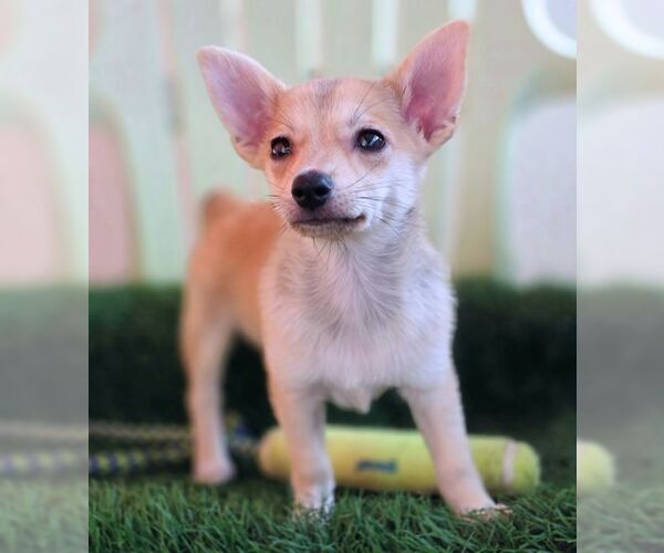 Medium Photo #2 Chiranian Puppy For Sale in Tustin, CA, USA