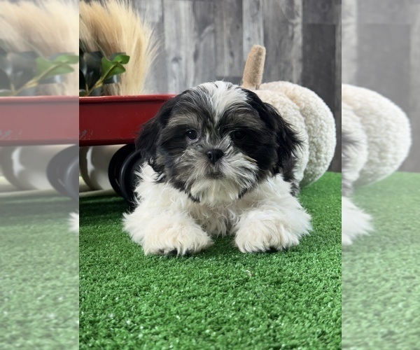 Medium Photo #5 Shih Tzu Puppy For Sale in CANOGA, NY, USA
