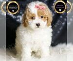 Small Maltipoo