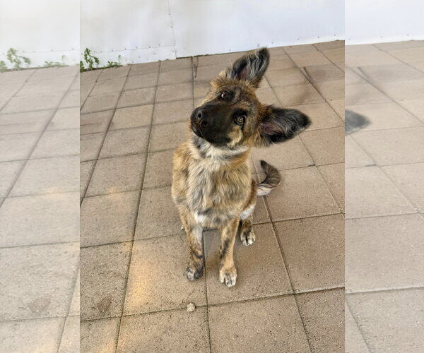 Medium Photo #2 Holland Shepherd Puppy For Sale in San Diego, CA, USA