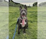 Small #3 American Staffordshire Terrier-French Bulldog Mix