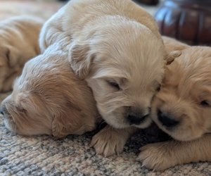 Golden Retriever Puppy for sale in SACRAMENTO, CA, USA