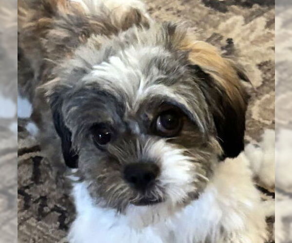 Medium Photo #1 Zuchon Puppy For Sale in Cookeville, TN, USA