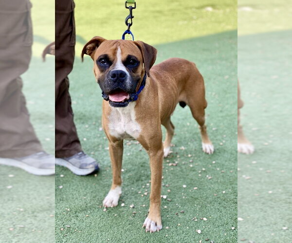 Medium Photo #3 Boxer Puppy For Sale in Austin, TX, USA