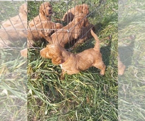 Goldendoodle Puppy for sale in MILACA, MN, USA