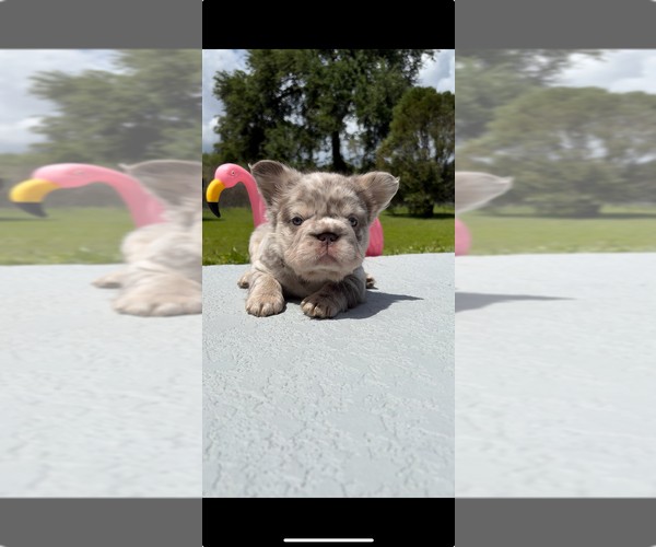 Medium Photo #1 French Bulldog Puppy For Sale in ORLANDO, FL, USA