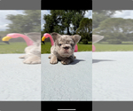 Image preview for Ad Listing. Nickname: Snow Flake