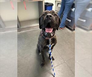 Mutt Dogs for adoption in Santa Cruz, CA, USA