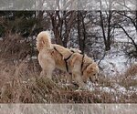 Small Photo #1 Golden Pyrenees-Great Pyrenees Mix Puppy For Sale in RAVENNA, MI, USA
