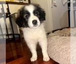 Small #2 Border Collie Mix